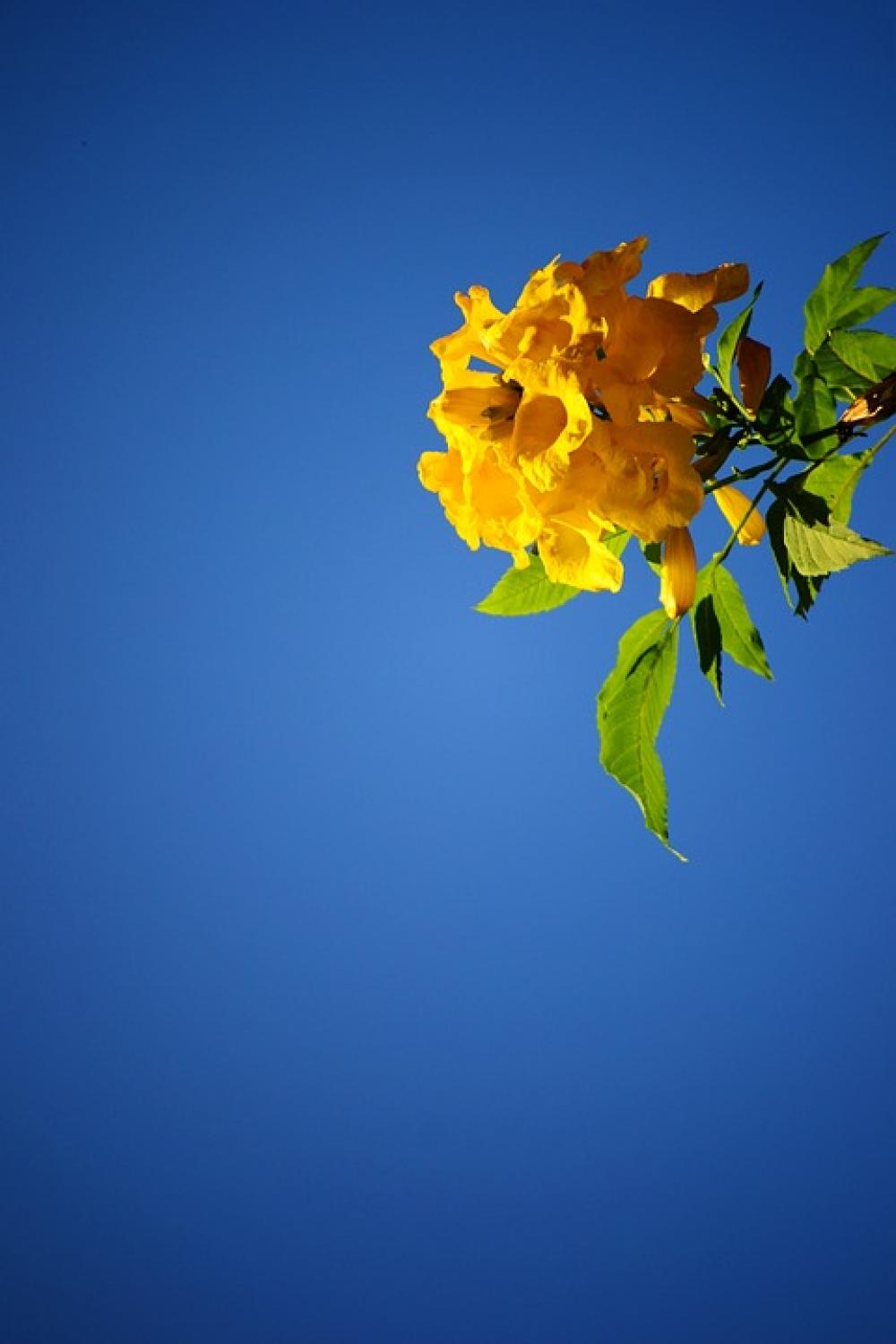 Yellow Flower Blossom Blue Sky Plant Sri Lanka Yellow Flower Blossom Blue Sky Plant Sri Lanka