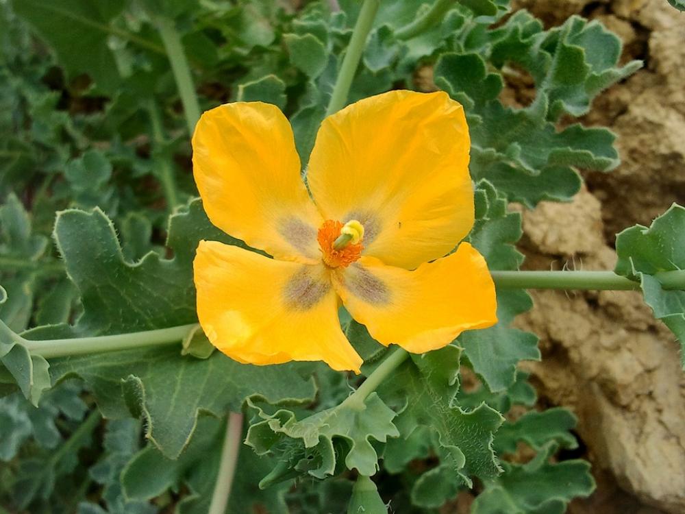 Yellow Flower Green Nature Yellow Flower Green Nature