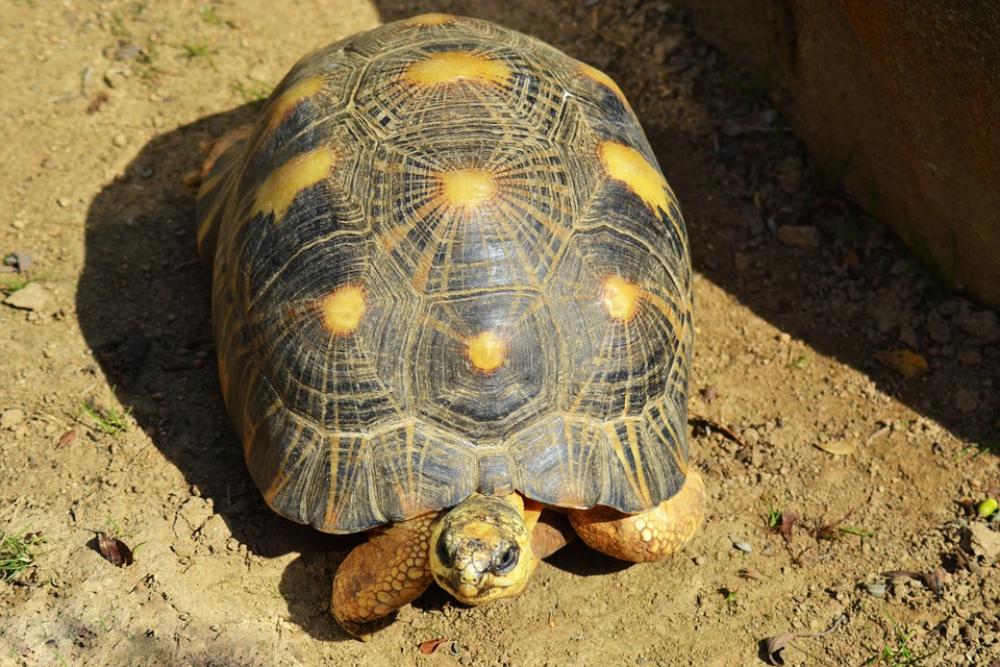 Yellow-Footed Tortoise South American Yellow-Footed Tortoise South American