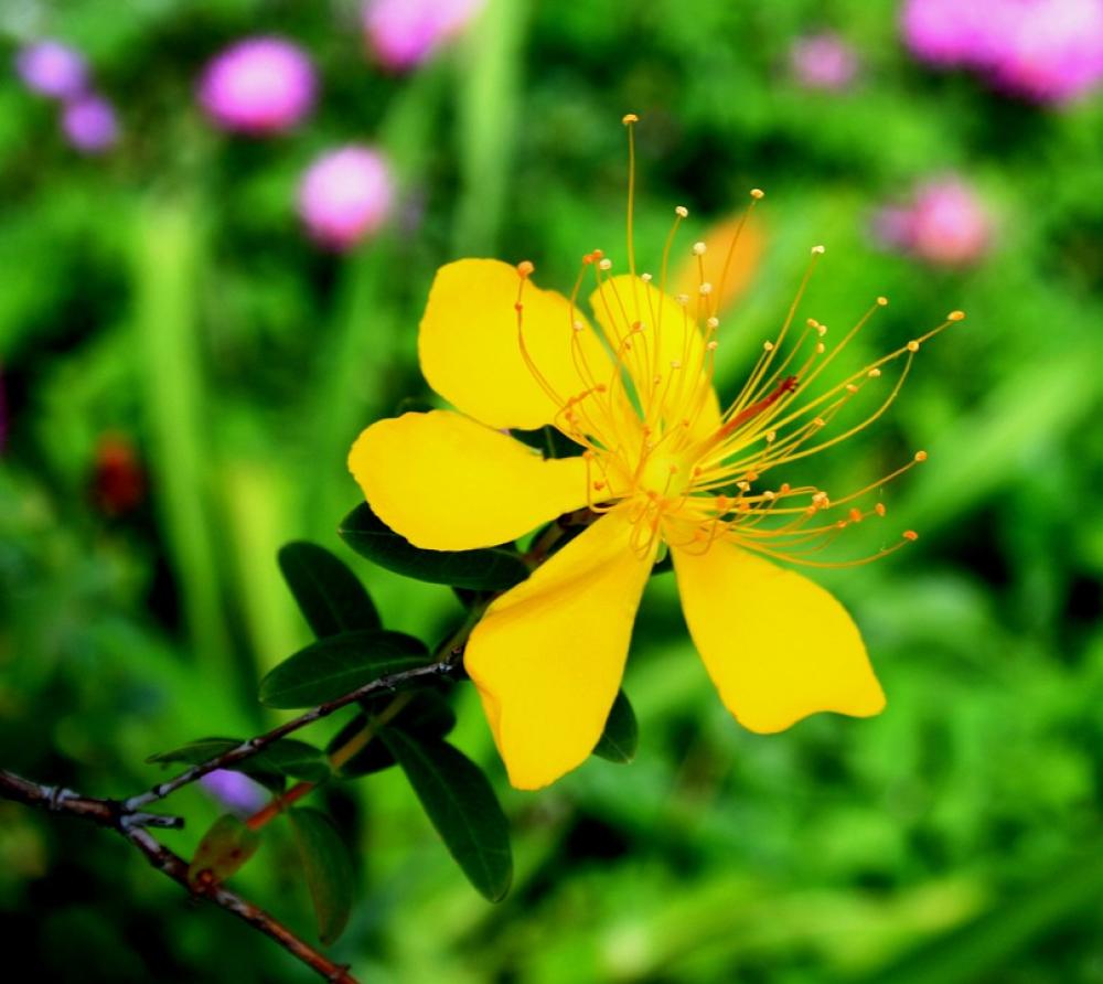 Yellow Hypericum Flower Flower Yellow Dainty Yellow Hypericum Flower Flower Yellow Dainty