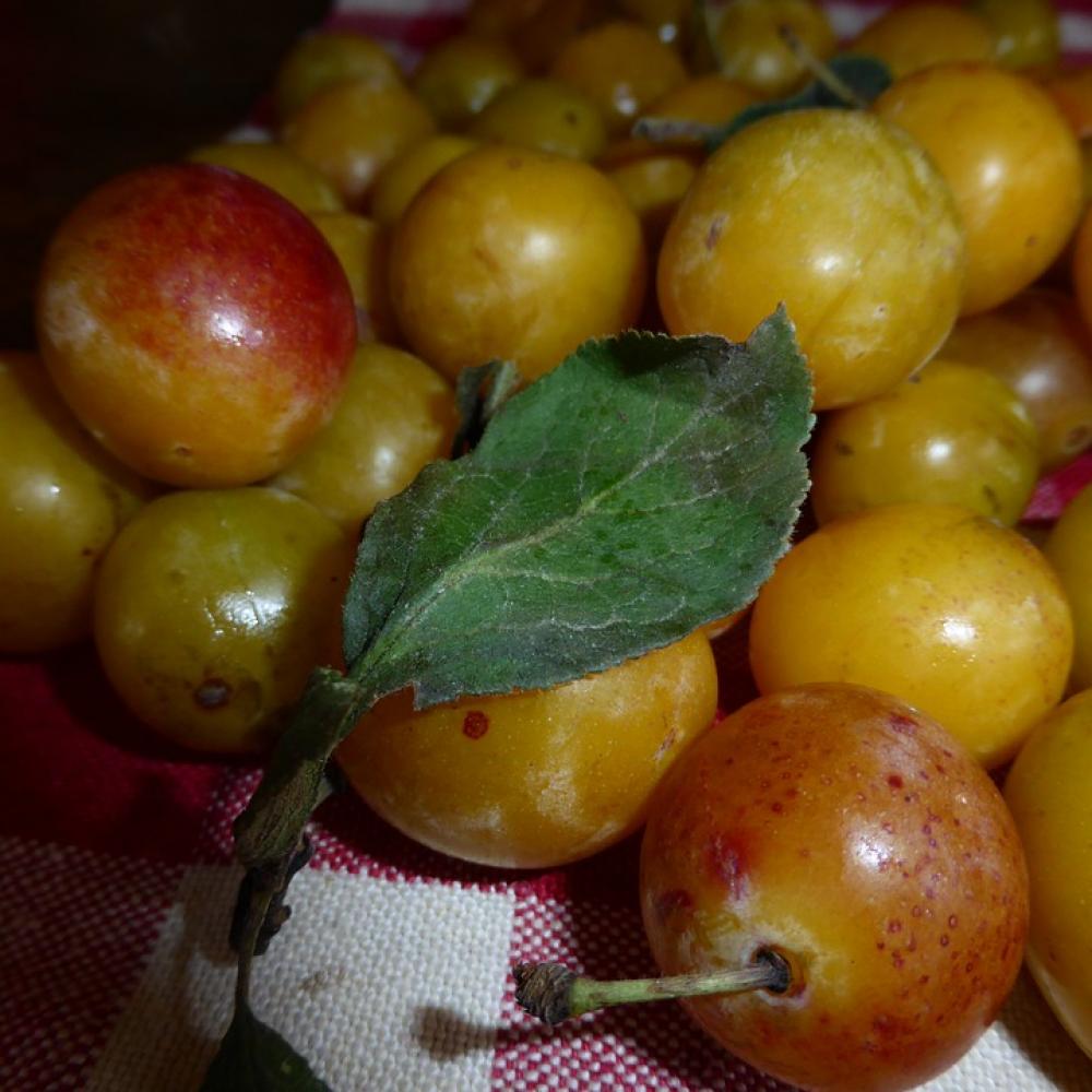 Yellow Plums Fruit Vitamins Yellow Sweet Yellow Plums Fruit Vitamins Yellow Sweet