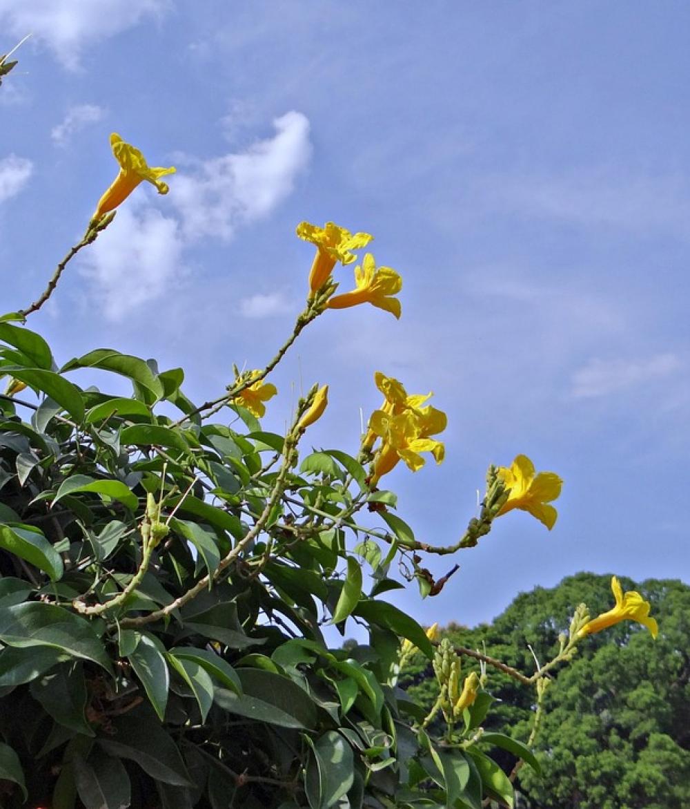 Yellow Trumpet Vine Flower Yellow Yellow Trumpet Vine Flower Yellow