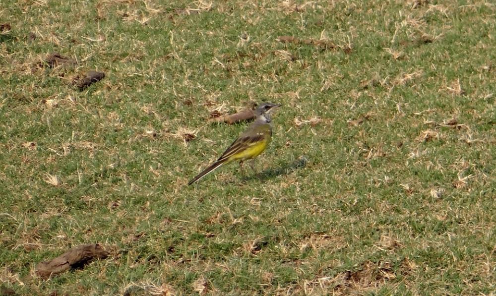 Yellow Wagtail Motacilla Flava Bird Fauna Aves Yellow Wagtail Motacilla Flava Bird Fauna Aves