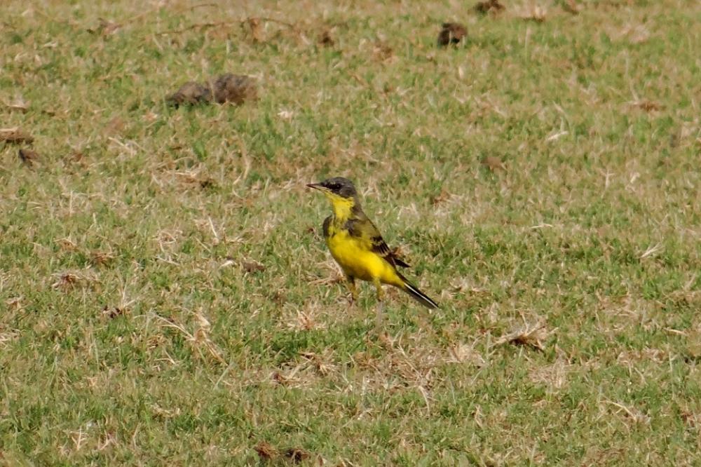 Yellow Wagtail Motacilla Flava Bird Fauna Aves Yellow Wagtail Motacilla Flava Bird Fauna Aves