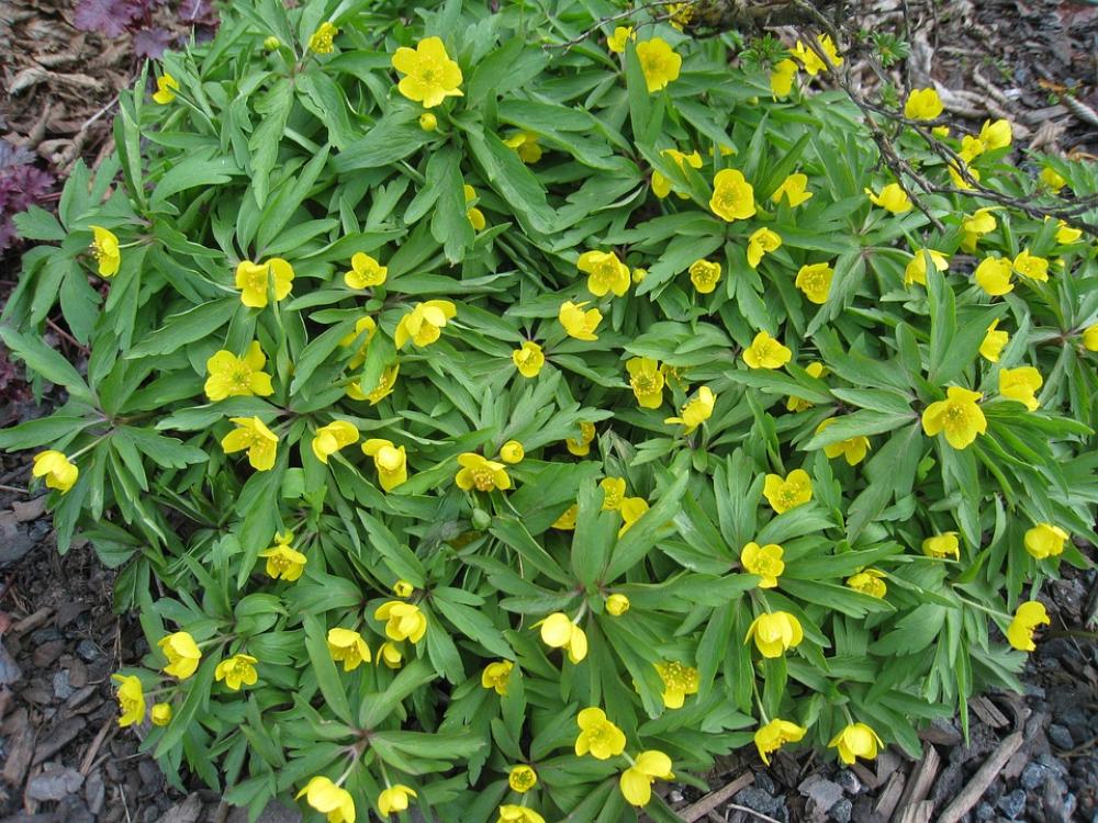 Yellow Wood Anemone Spring Flowers Green Yellow Yellow Wood Anemone Spring Flowers Green Yellow