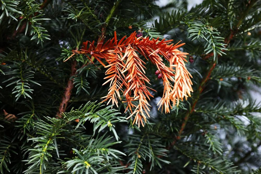 Yew Death Dead Plant Branch Needles Old Brown Yew Death Dead Plant Branch Needles Old Brown