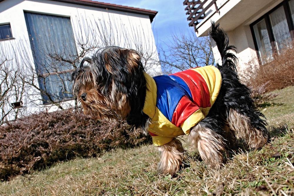 Yorkshire Dog Pets Puppies Ball Outfit Garden Yorkshire Dog Pets Puppies Ball Outfit Garden
