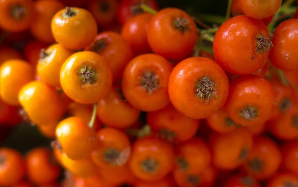 You Ballas Fruit Orange Shrub Fruits Of The Forest You Ballas Fruit Orange Shrub Fruits Of The Forest