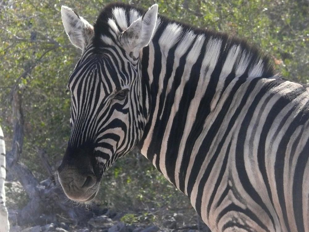 Zebra Namibia Animals African Mammal Herbivore | Image Finder