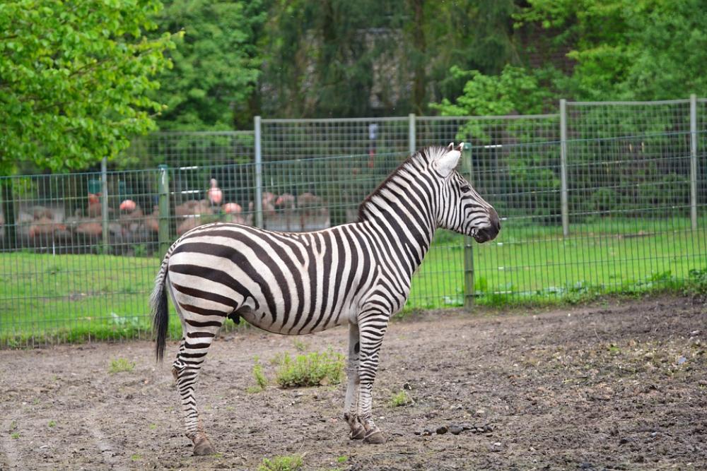 Zebra Animals Crosswalk Stripes Black And White Zebra Animals Crosswalk Stripes Black And White