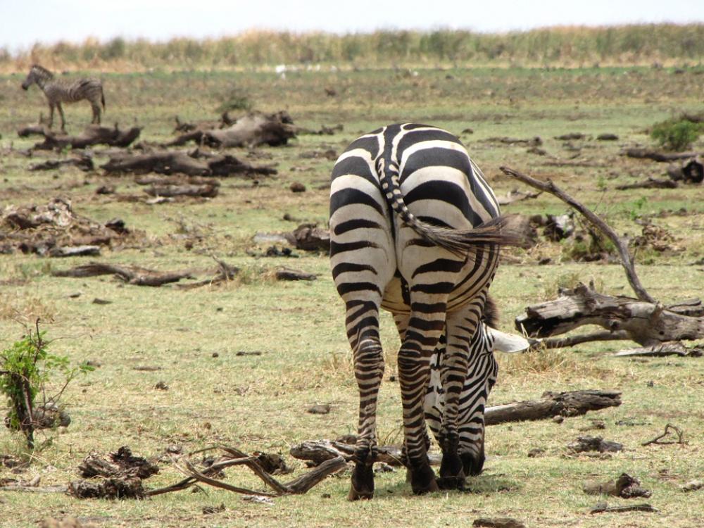 Zebra Ass Back Tanzania Zebra Ass Back Tanzania