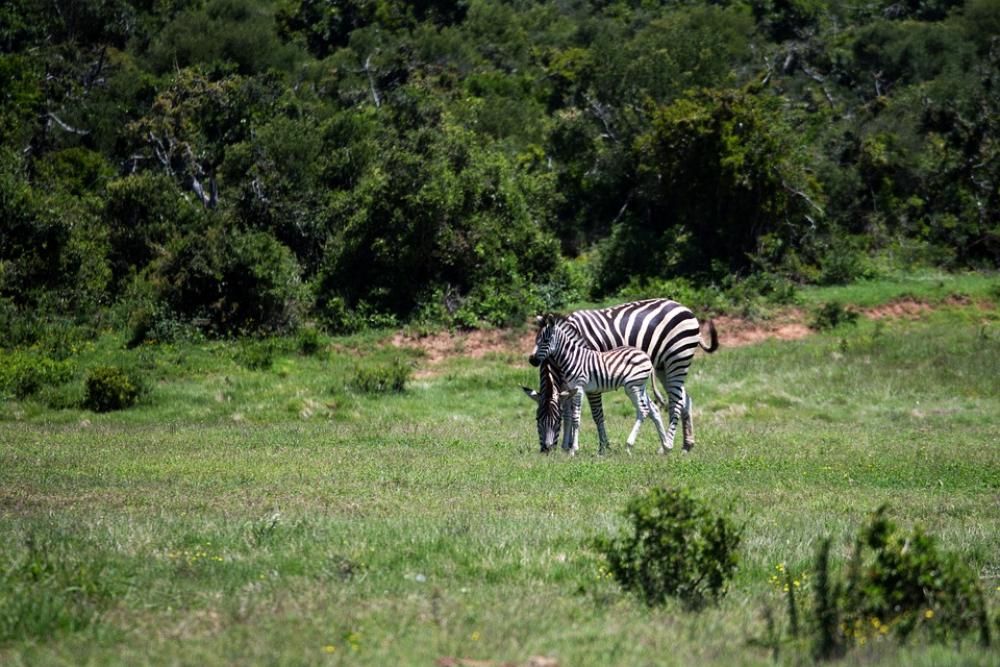 Zebra Mare Foal Grass Wildlife Mammal Africa Zebra Mare Foal Grass Wildlife Mammal Africa