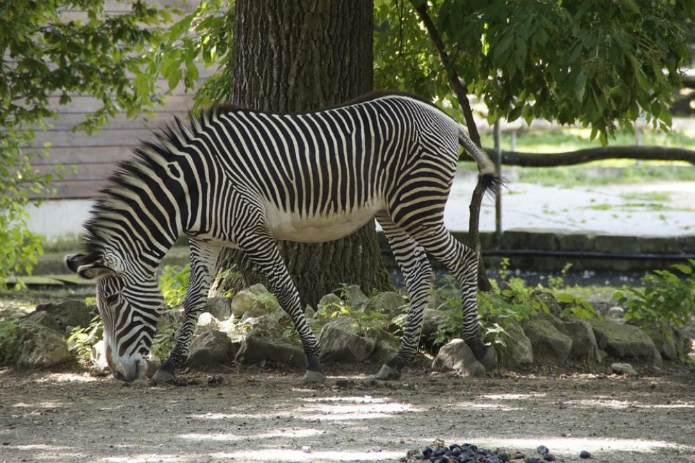 Zebra Stall Hoofed Animals Perissodactyla White Zebra Stall Hoofed Animals Perissodactyla White