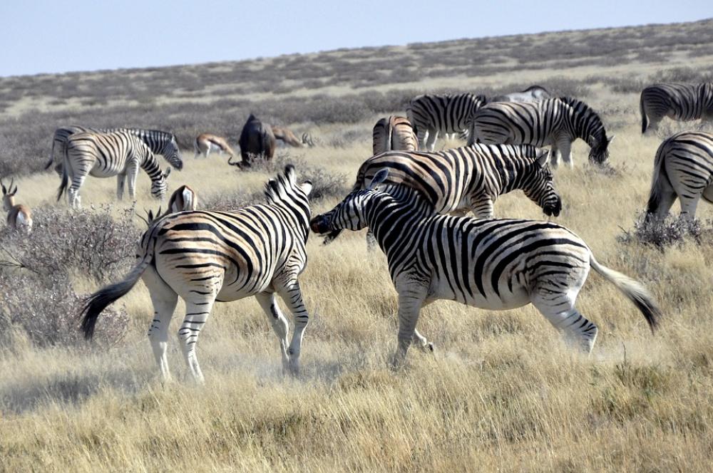 Zebras Fight Africa Safari Rank Fighting Namibia Zebras Fight Africa Safari Rank Fighting Namibia