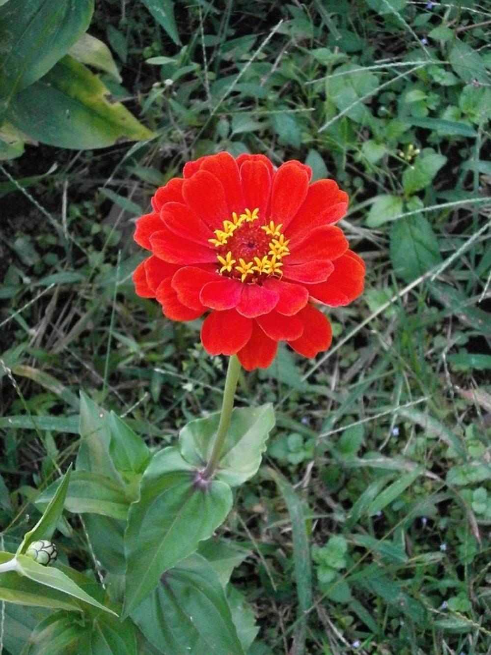 Zinnia Elegans Zinnia Red Flowers Zinnia Elegans Zinnia Red Flowers