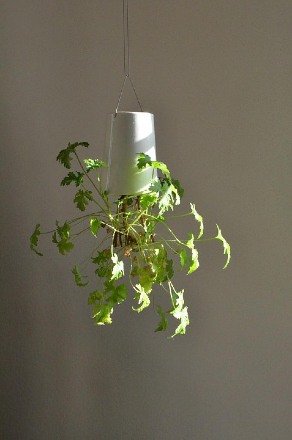 Zitronengeranium Plant Hanging Green Houseplant Zitronengeranium Plant Hanging Green Houseplant