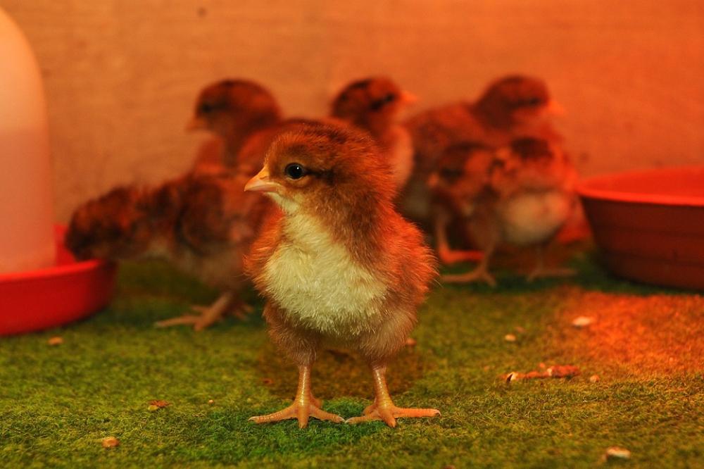 Zoo Animal Chicken Zoo Animal Chicken