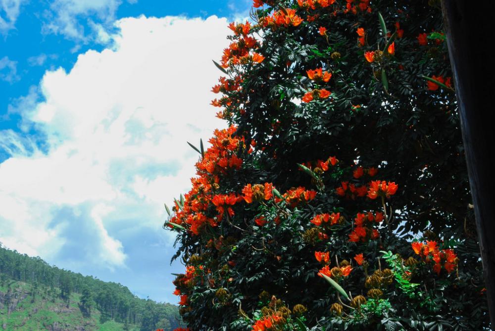 Flower Shrub Flower Shrub