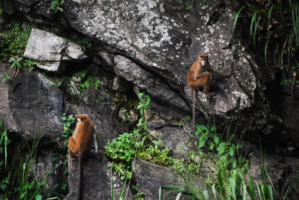 Monkeys Monkeys