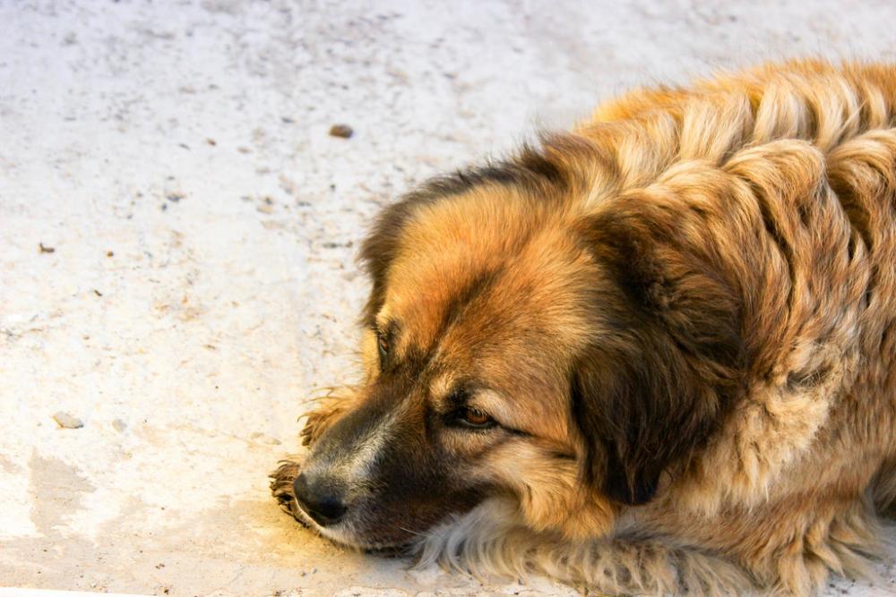 Dog Dog