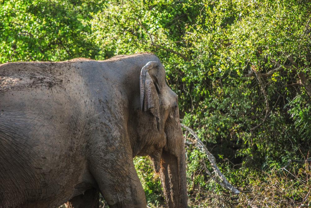 Elephant Elephant