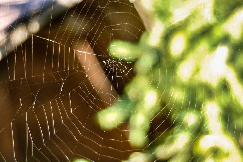 Spider Web Spider Web