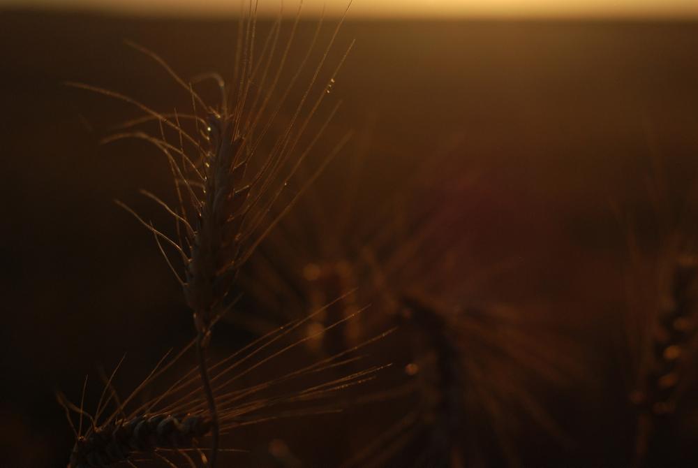 Wheat Wheat