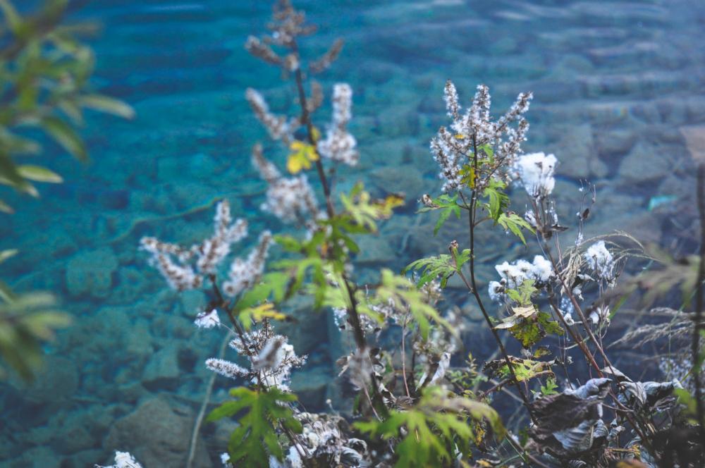 Flowers on lake at Jiuzhaigou, Sichuan, China. Flowers on lake at Jiuzhaigou, Sichuan, China.