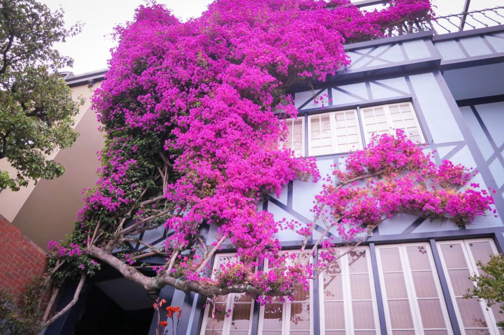 Bougainvilleas on Lombard Street, San Francisco. Bougainvilleas on Lombard Street, San Francisco.