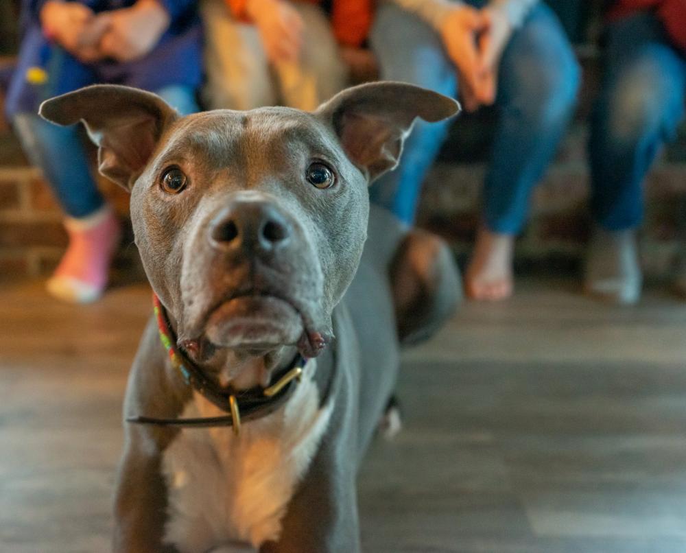 Adorable Dog Desires Treat Photo Adorable Dog Desires Treat Photo