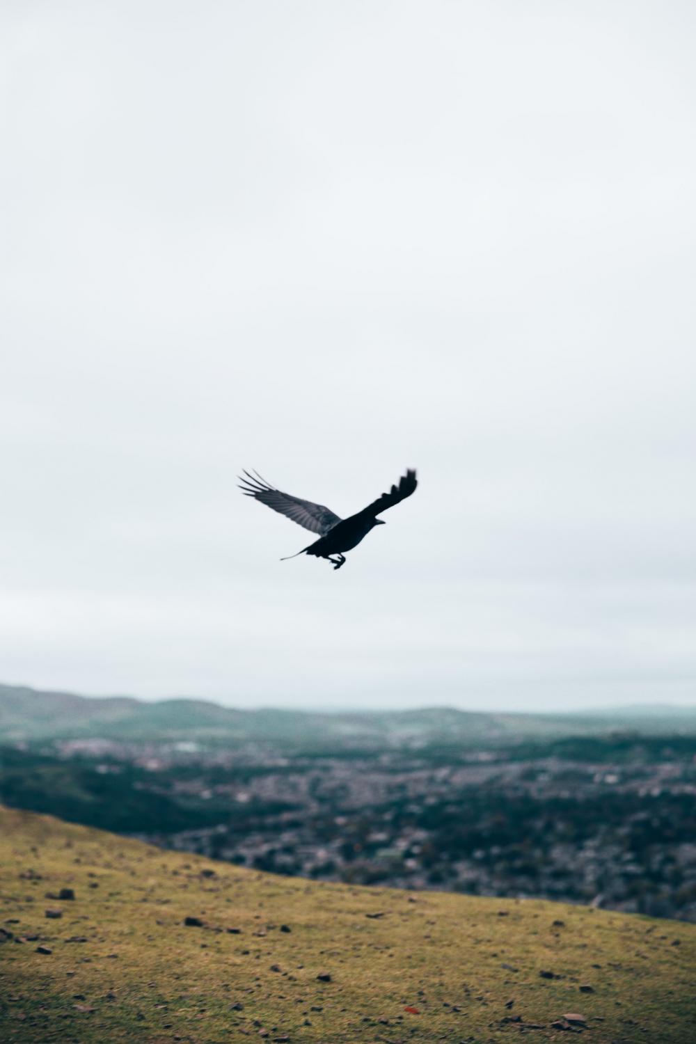 Black Crow In Flight Photo Black Crow In Flight Photo