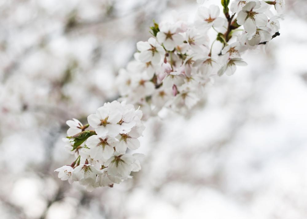 Blossoming Cherry Tree Photo Blossoming Cherry Tree Photo