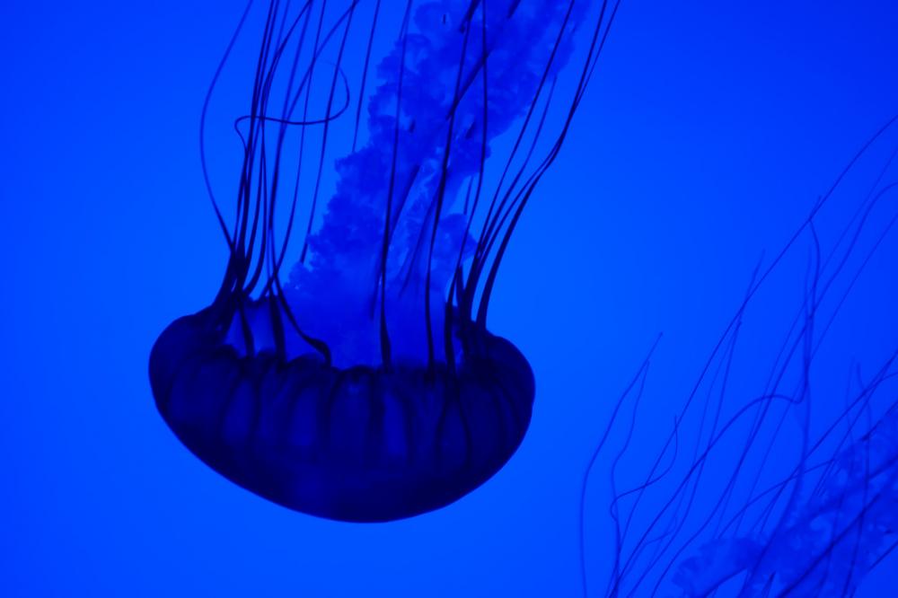 Blue Jellyfish Underwater Photo Blue Jellyfish Underwater Photo