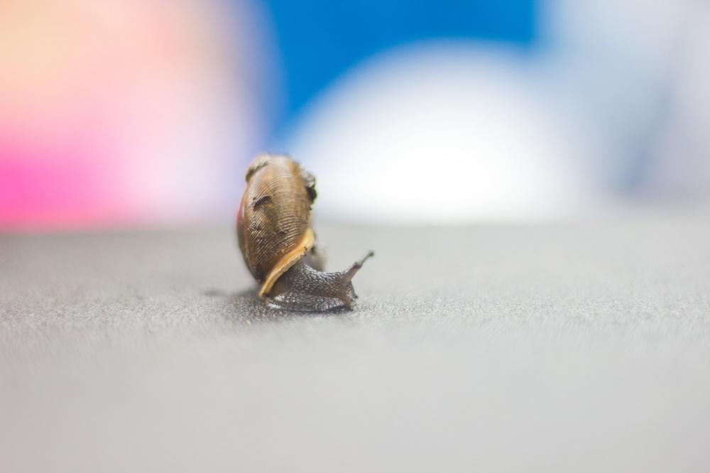 Close Up Of A Snail Photo Close Up Of A Snail Photo