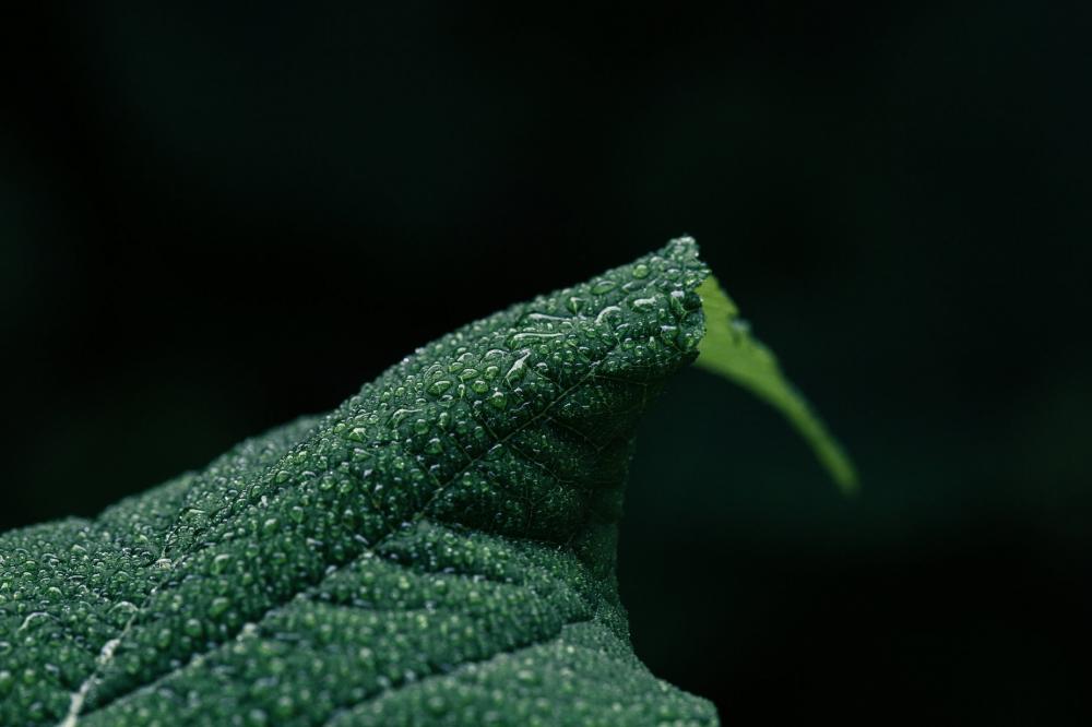 Closeup Of Water On Green Leaf Photo Closeup Of Water On Green Leaf Photo