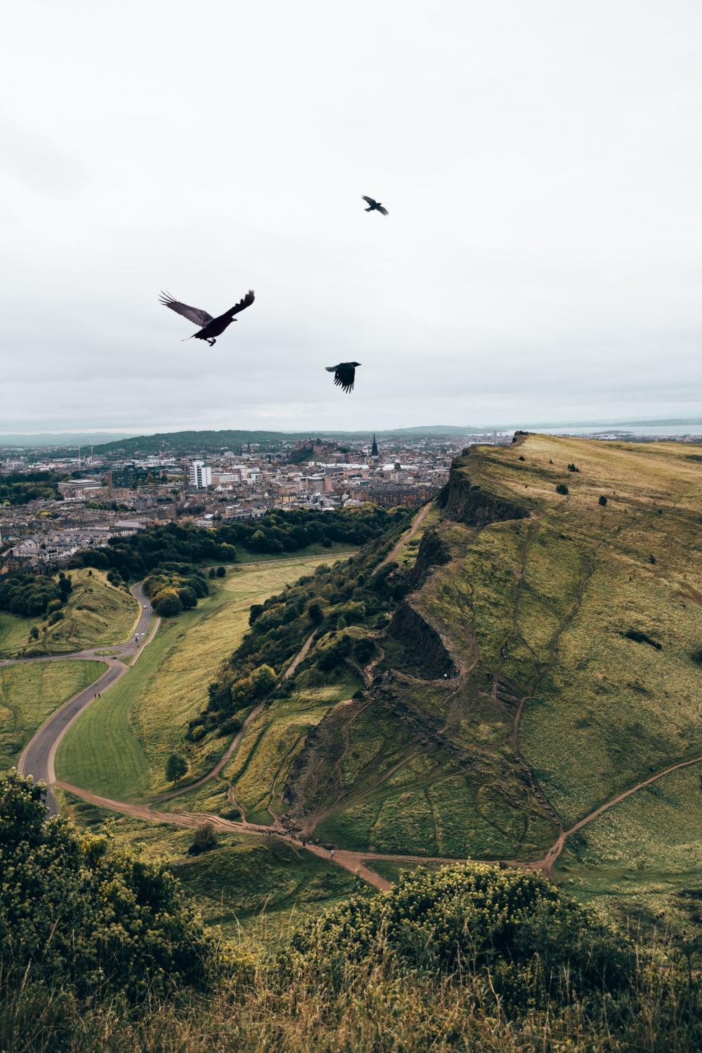 Crows Fly Over Hills Photo Crows Fly Over Hills Photo