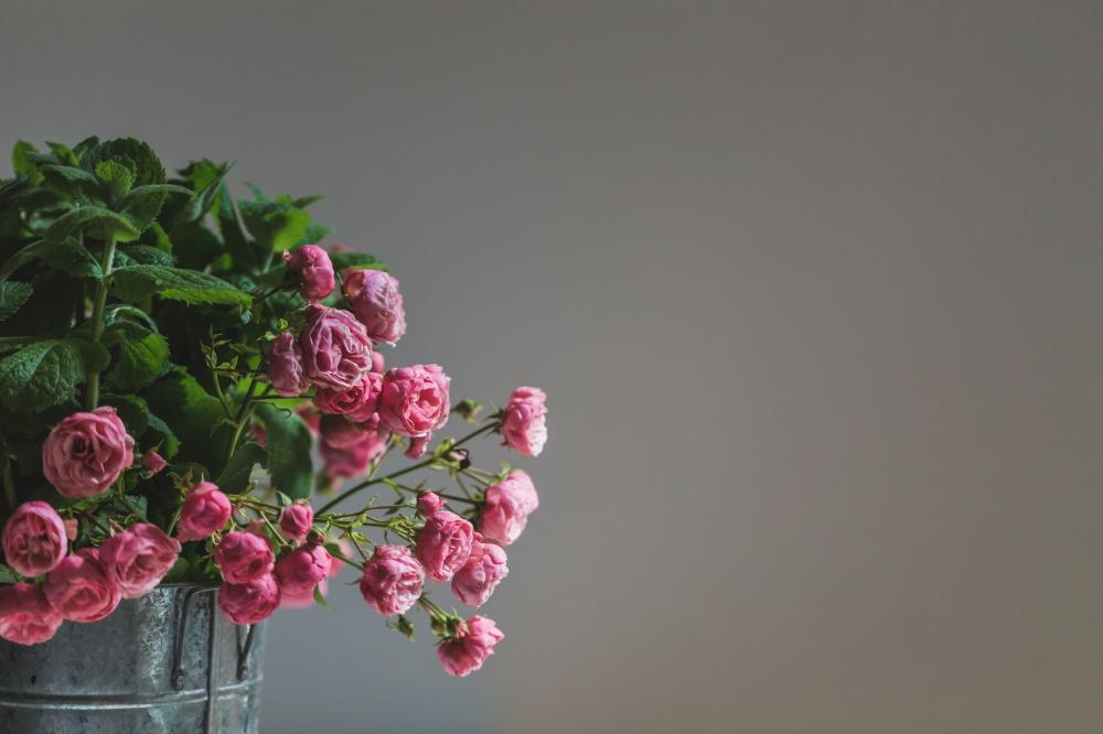 Delicate Pink Roses Photo Delicate Pink Roses Photo