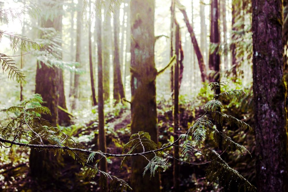 Dew On Forrest Branches In Sunlight Photo Dew On Forrest Branches In Sunlight Photo