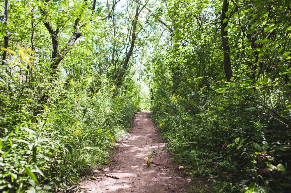 Dirt Path In Trees Photo Dirt Path In Trees Photo