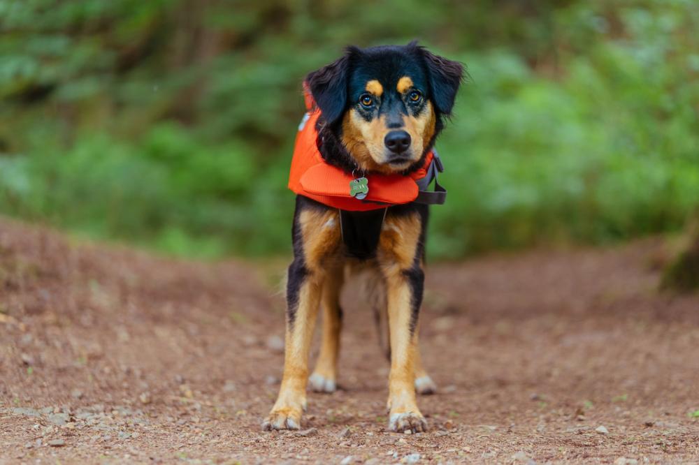 Dog In Lifejacket Photo Dog In Lifejacket Photo