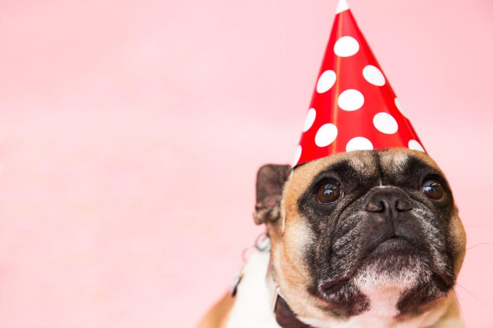 Dog In Party Hat Photo Dog In Party Hat Photo