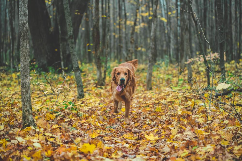 Dog Running In Fall Leaves Photo Dog Running In Fall Leaves Photo