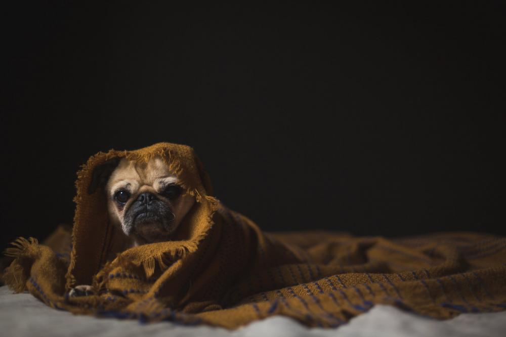 Dog Wrapped In Blanket Photo Dog Wrapped In Blanket Photo