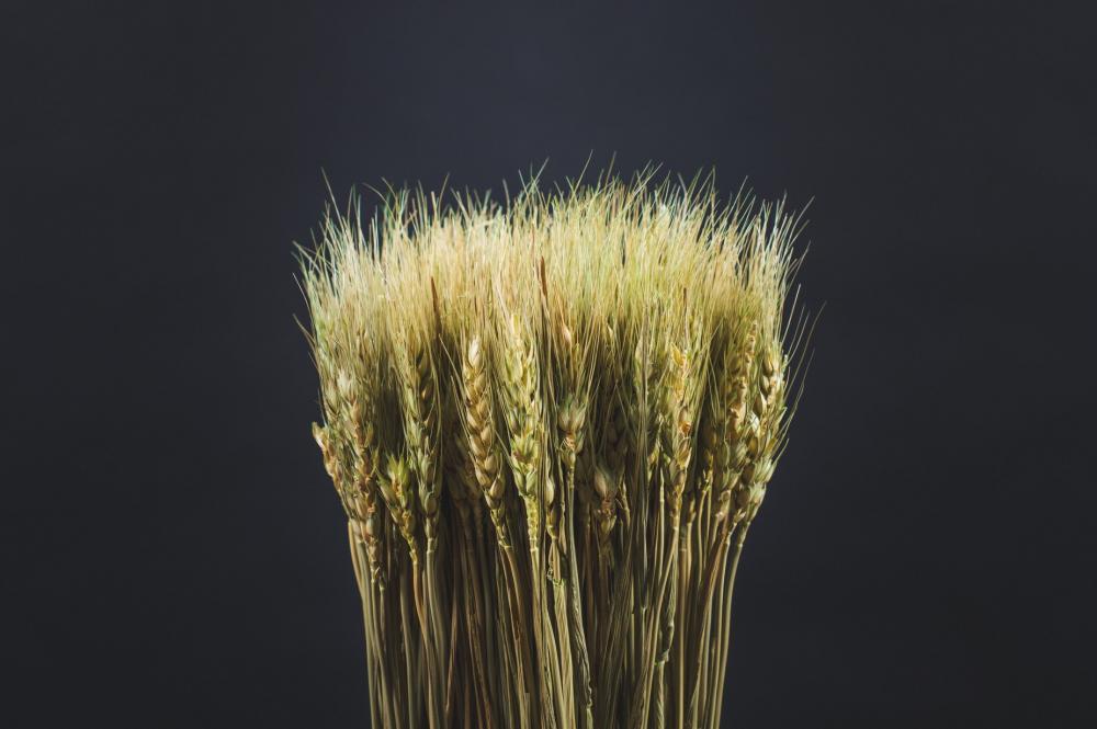 Dried Wheat Close-Up Photo Dried Wheat Close-Up Photo