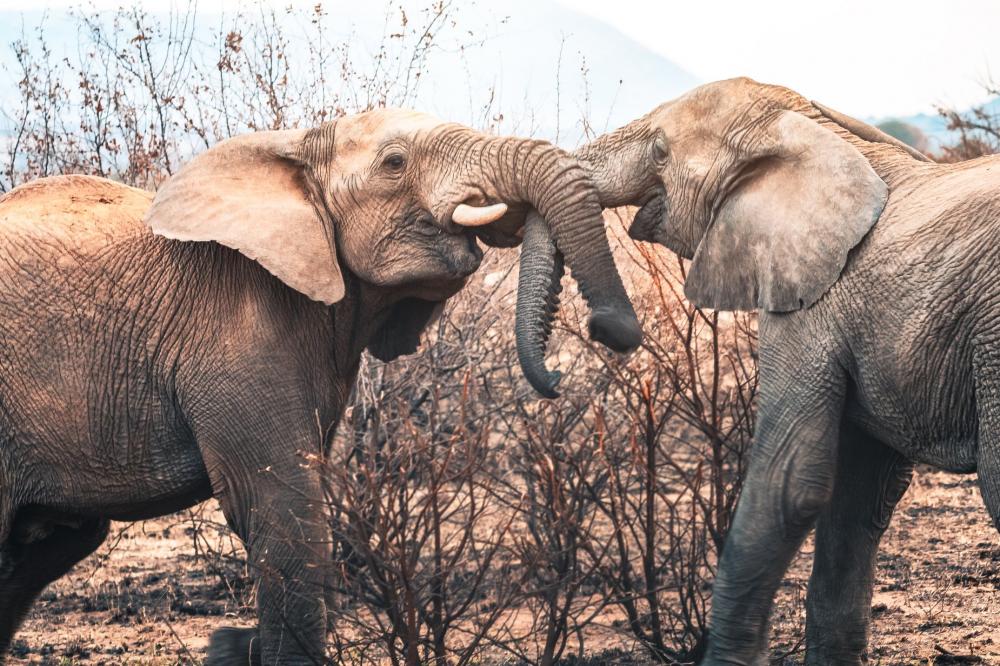 Elephant Hugs Are The Best Photo Elephant Hugs Are The Best Photo