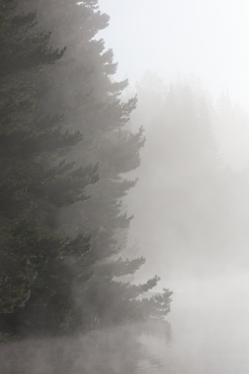 Ever Green Woods In Fog Photo Ever Green Woods In Fog Photo