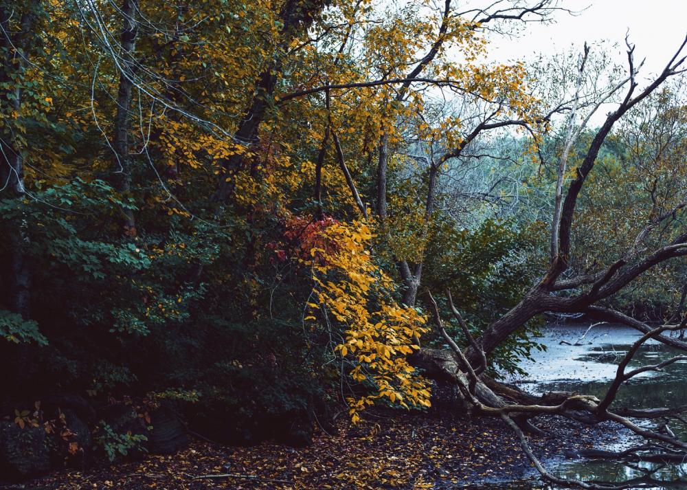 Fall Leaves Changing Photo Fall Leaves Changing Photo