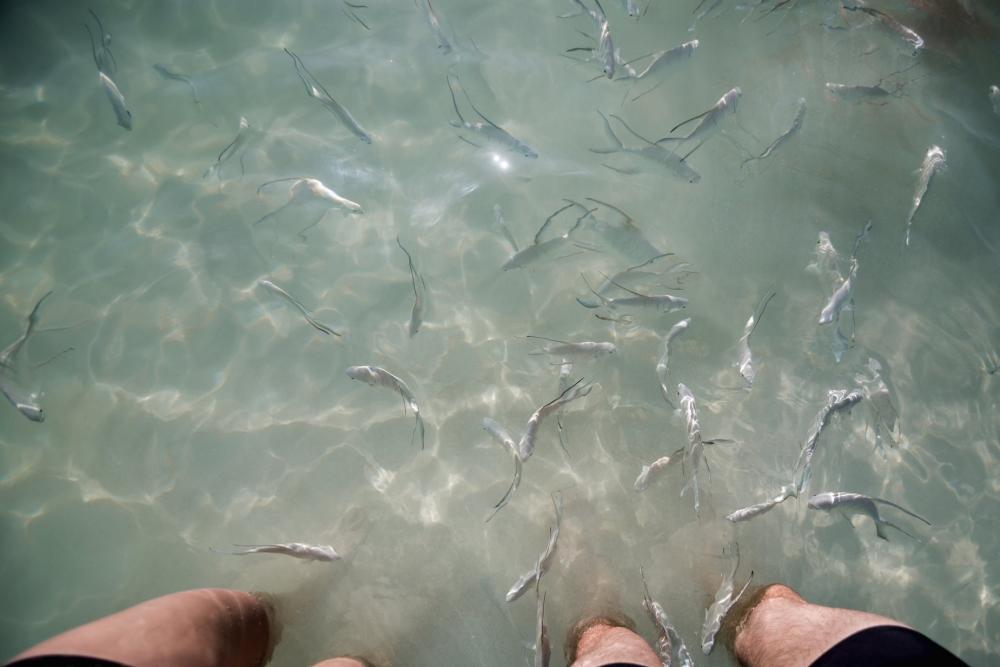 Fish In Water By Legs Photo Fish In Water By Legs Photo