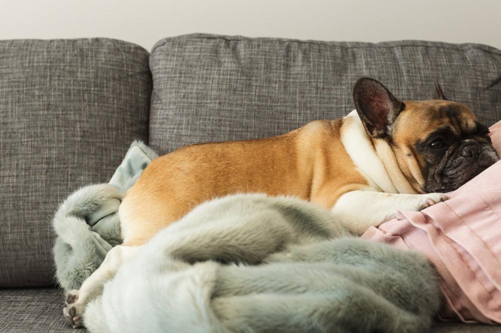 French Bulldog Gets Cozy Photo French Bulldog Gets Cozy Photo