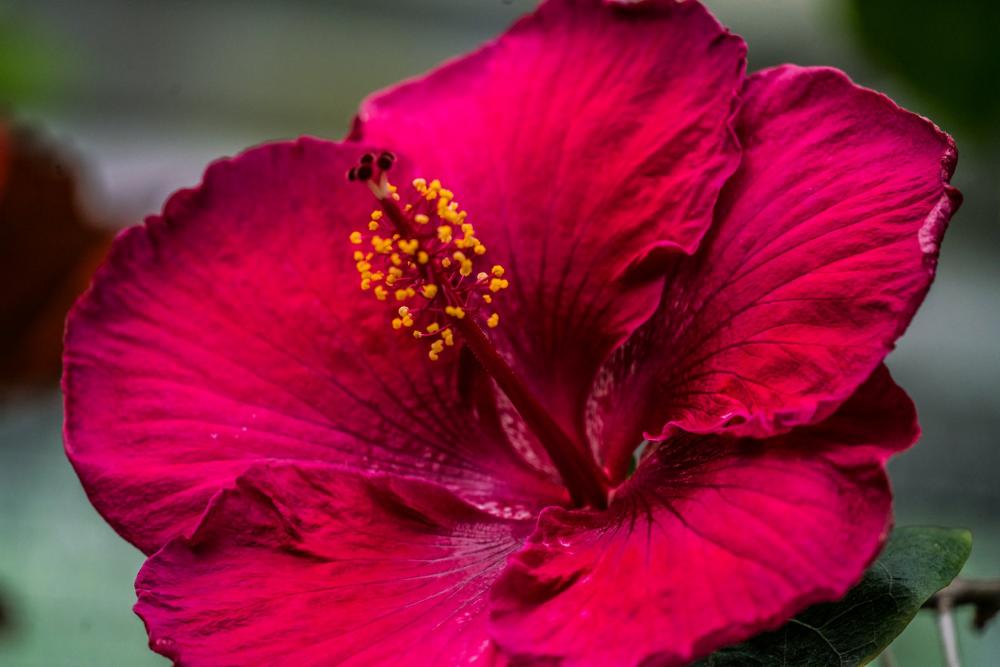 Fuchsia Blossom Closeup Photo Fuchsia Blossom Closeup Photo